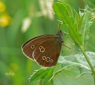 Ringlet (Aphantopus hyperantus) Alan Prowse